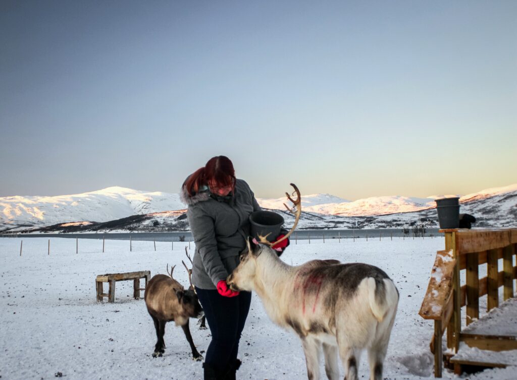 Me with a feed bucket in one arm while I feed a reindeer with my free hand. The reindeer is tucking into the food in my hand whilst another reindeer approaches me from behind.