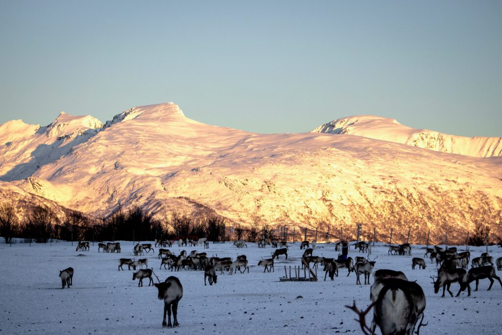 A wideshot image of the reindeer and the surrounding landscape. There are many reindeer scattered down the snow-covered field, with large snow-covered mountains in the background.